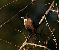 Bulbul
