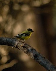 goldfinch3