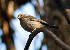 goldfinch4