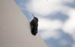 hummingb1